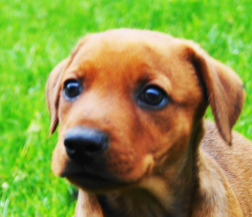 Pinscher * Xélanc Ehioze Enchante 6 veckor